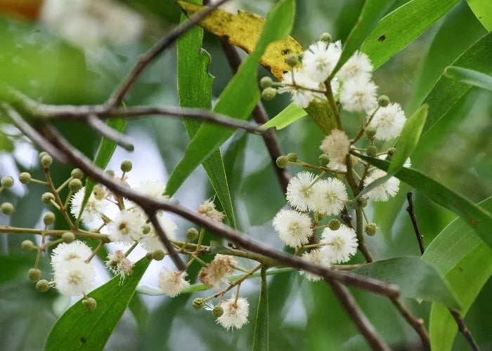 Blackwood Acacia Seeds - 40+ Seeds - Acacia melanoxylon - Drought-Tolerant Tree for Landscaping