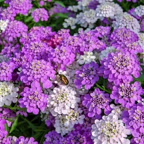 Candy Tuft Seeds 500+ Mixed Colors Pink White Iberis umbellata Annual