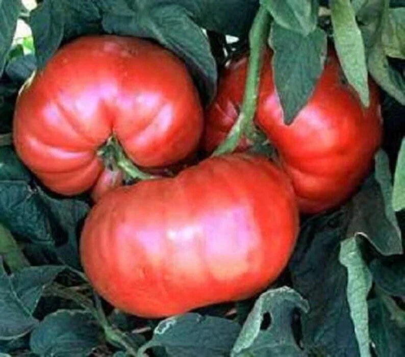 Giant Belgium Pink Tomato Seeds 50 Ct Heirloom Non-GMO Vegetable Seeds