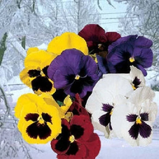 Pansy Seeds - Snowpansy Mix - Viola x wittrockiana - 50 Seeds for Bright Garden Borders & Containers
