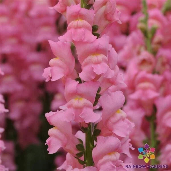 Potomac Pink Snapdragon Seeds - 1000+ Flowering Annual Antirrhinum majus for Garden Planting