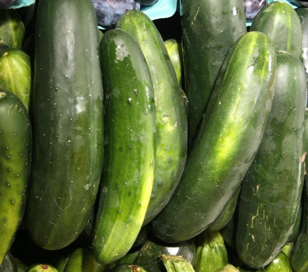 Straight Eight Slicing Cucumber Seeds - Non-GMO, Heirloom, 250+ Cucumis sativus for Home Garden, Salad & Pickling