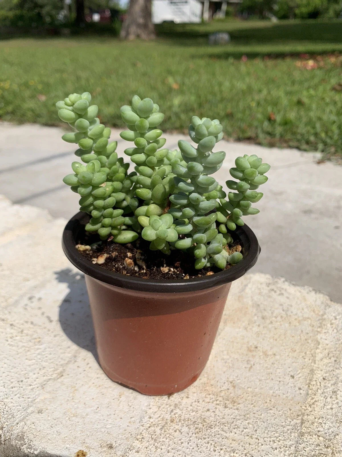 Sedum Burrito Succulent Set of 2 Pots – Burro’s Tail, Baby Donkey Tail, Trailing Sedum morganianum, Drought-Tolerant Indoor Outdoor Plant