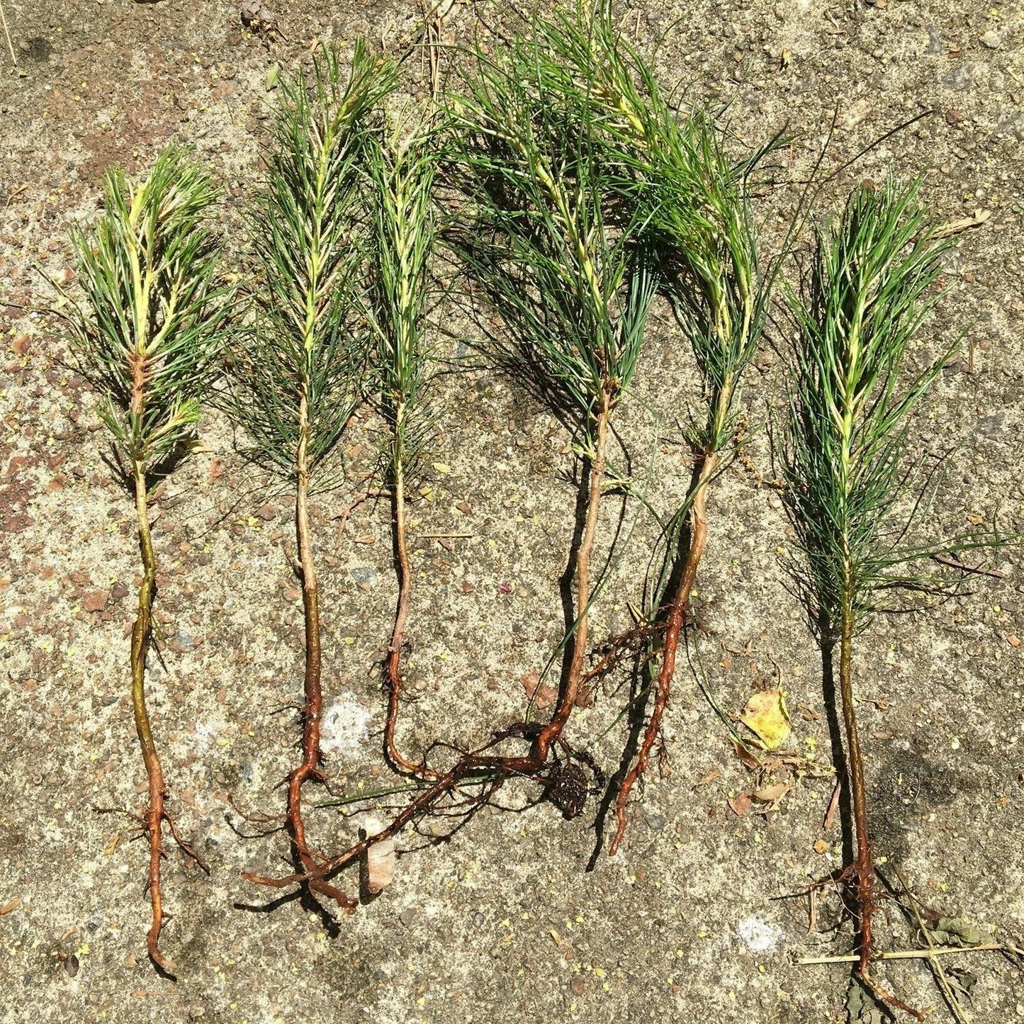 Loblolly Pine Tree Seedlings 6 Pack Bareroot - Fast Growing Pinus taeda 8"-15" Tall for Reforestation & Landscaping