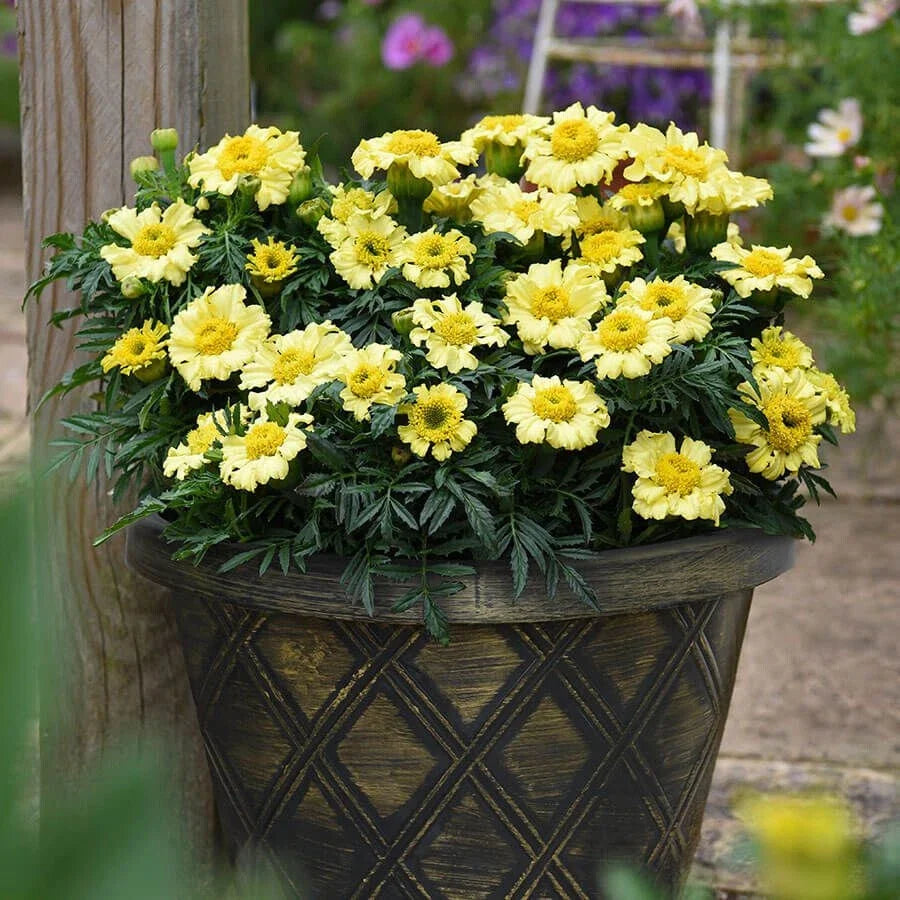 Daisy Wheel Lemon Marigold Seeds - Tagetes erecta, Bright Yellow Blooms, Annual, 25+ Pack, Easy to Grow, Garden Planting, Free Shipping
