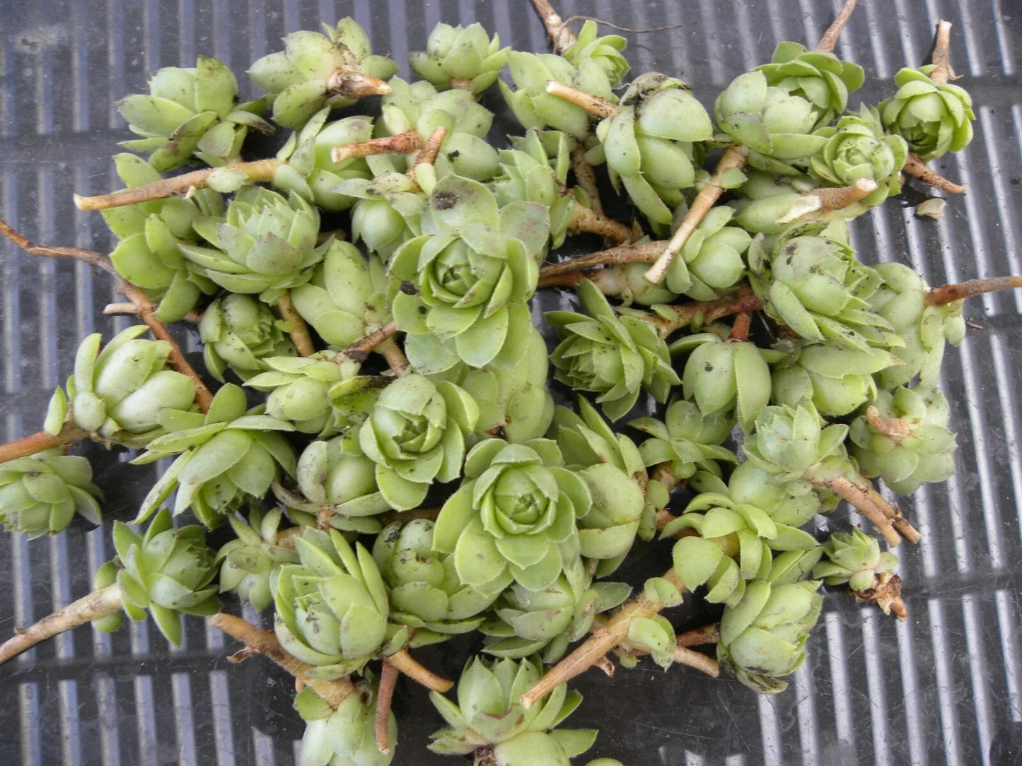 Lot of 50 Succulent Plants - Hens & Chickens 1-Inch Chicks - Perennial Echeveria spp. for Garden, Indoor, Drought-Resistant Plant Collection