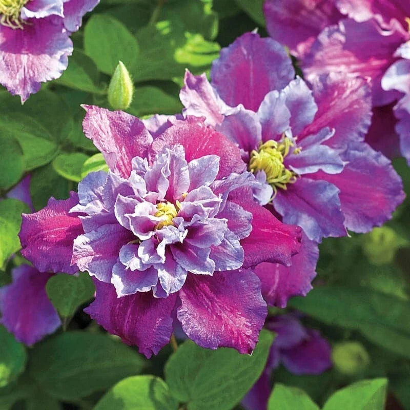 Piilu Clematis Seeds - Climbing Perennial Vine with Pink & White Flowers, Garden Trellis, Pollinator Attracting, 25 Seeds