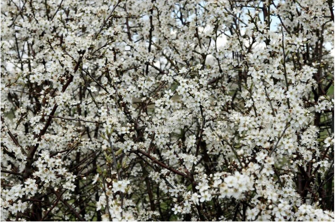 Blackthorn Tree Cuttings - Rooting & Grafting - Prunus spinosa - Hardy Shrub for Hedgerows & Wildlife Gardens
