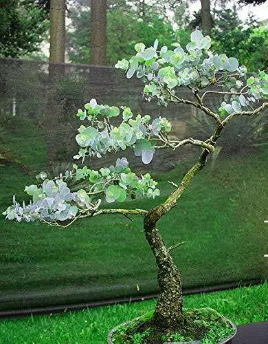Silver Drop Eucalyptus Bonsai Tree Seeds - 25+ Pack, Eucalyptus pulverulenta, Indoor & Outdoor Gardening, Drought Tolerant, Made in USA