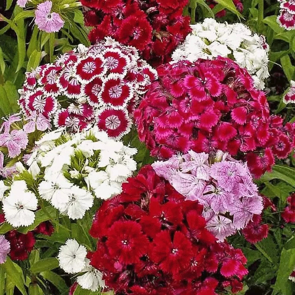 Sweet William Seeds - 200+ Count Mixed Colors Dianthus barbatus Perennial Fragrant Garden Flowers