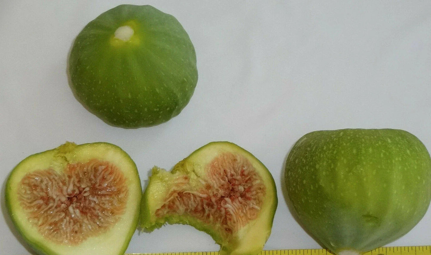 Succulent Cuttings 1-2 Inches, 15 Varieties for Fairy Gardens, Weddings, Crafts, Decor, Succulent Plants, Rosettes