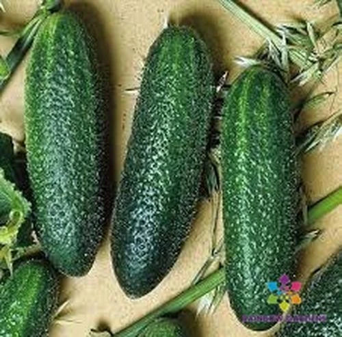 Cool Breeze India Cucumber Seeds - Pack of 25+ Cucumis sativus for Home Gardens, Salad & Pickling
