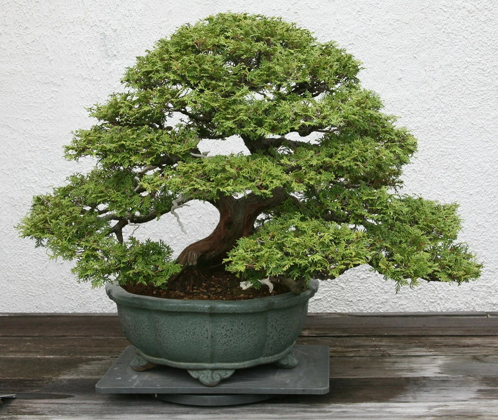 Hinoki Cypress Seeds 50 Count Chamaecyparis obtusa Japanese Ornamental Evergreen Garden Plant Seeds