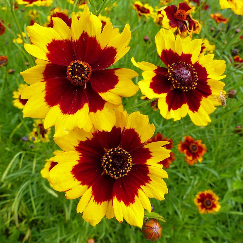 Plains Coreopsis Seeds | 300-6,000 Non-GMO Seeds | Coreopsis tinctoria Wildflower