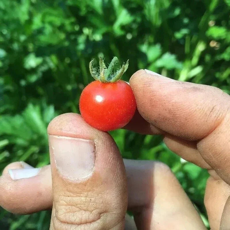 Red Currant Tomato Seeds - 30+ Heirloom Organic Non-GMO | Solanum lycopersicum
