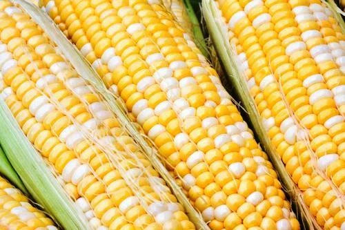 Sweet Corn Seed Cappucino Variety - Non-GMO Zea mays - High Yield