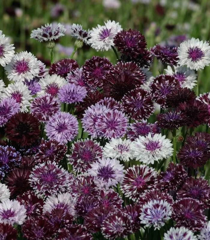 50 Classic Magic Bachelor's Button Seeds - Vibrant Blue, Pink & White Annual Flowers (Centaurea cyanus) for Gardens & Pollinators