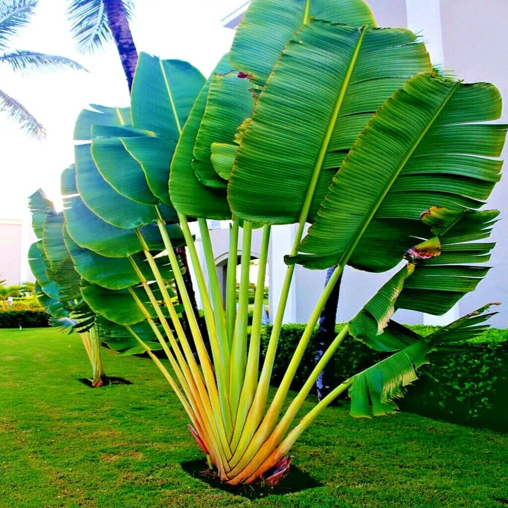 Travelers Palm Seeds - Exotic Ravenala madagascariensis Bird of Paradise Plant Seeds for Gardens & Indoor