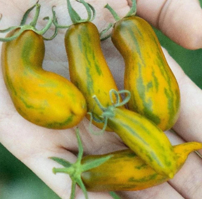 Indeterminate Sausage Tomato Seeds - Low Water Content, Non-GMO, Heirloom, 50 Seeds, Solanum lycopersicum