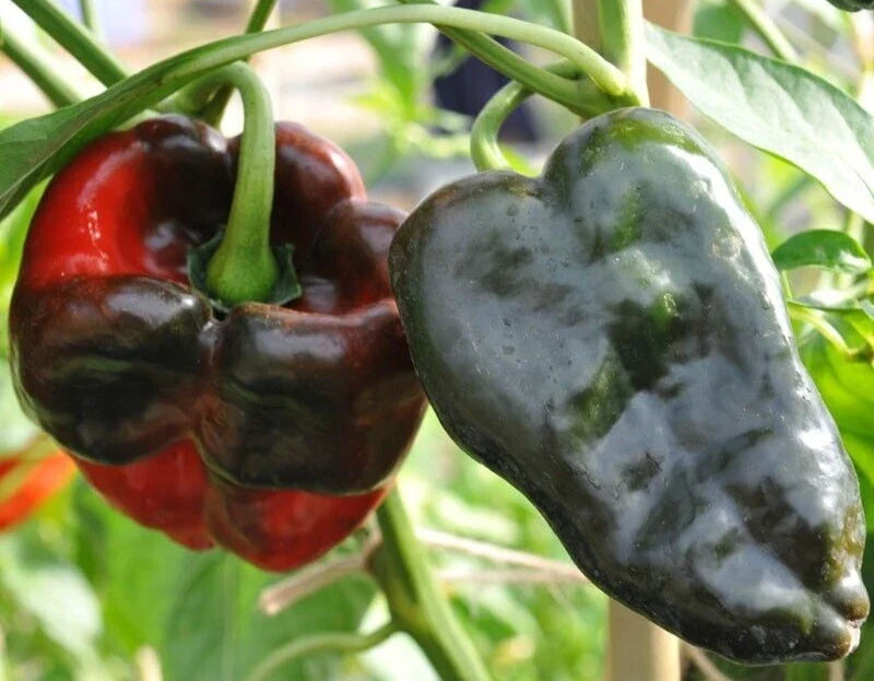 Ancho Poblano Pepper Seeds - 25 Premium Non-GMO Capsicum annuum for Home Garden & Cooking