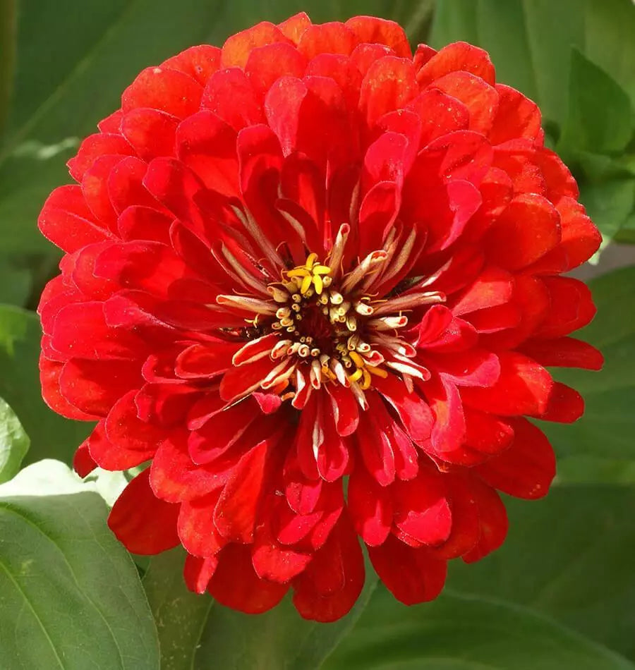 Zinnia Seeds - 150+ Cherry Queen Red Flower Seeds - Zinnia elegans - USA Seller