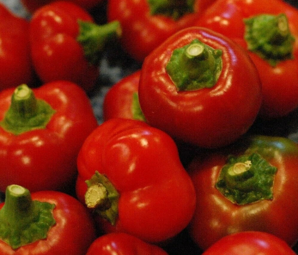 Red Cherry Pepper Seeds - 50+ Non-GMO Capsicum annuum Hot Pepper Seeds for Container Gardening