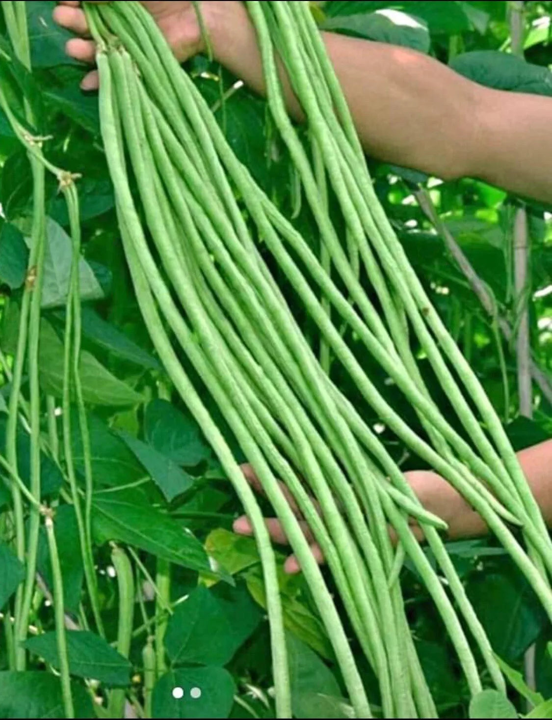 Yard Long Bean Seeds | Non-GMO Green Sitaw Vigna unguiculata subsp. sesquipedalis | Climbing Vine, 50+ Seeds