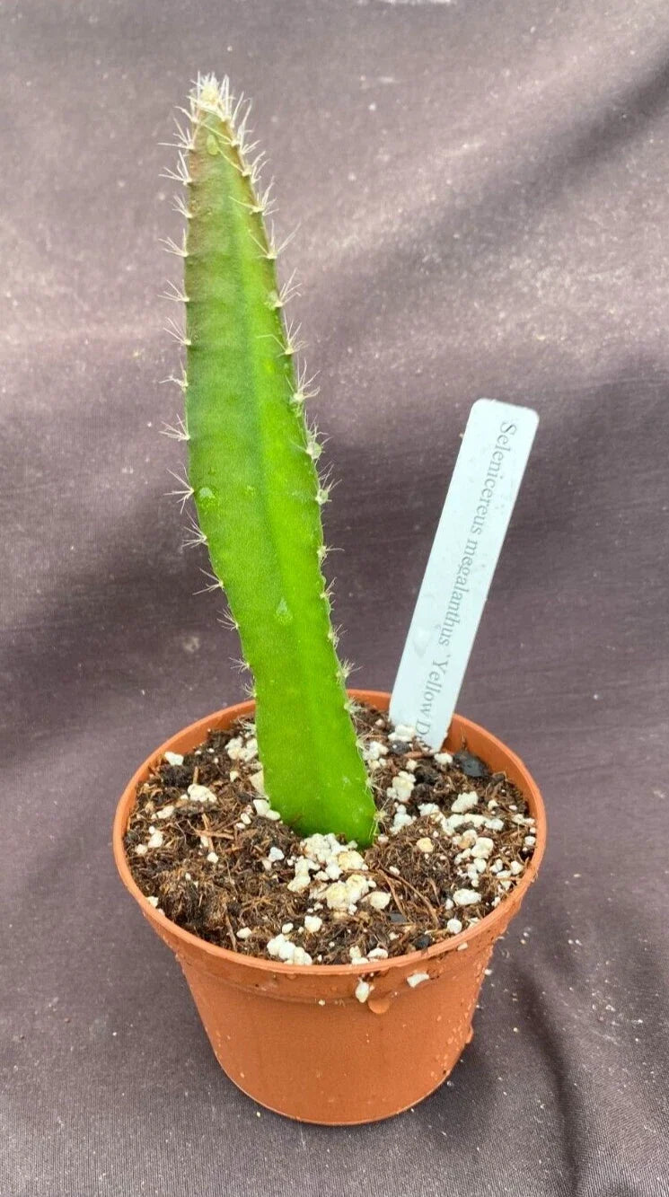 Yellow Dragon Fruit Plant in 3" Pot | Selenicereus megalanthus | Tropical Cactus for Indoor & Garden