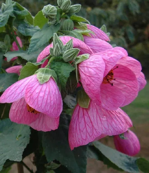 Abutilon Pink Live Plant – 4-6 Inch Bell-Shaped Flowering Maple Shrub for Gardens & Pollinator Attraction