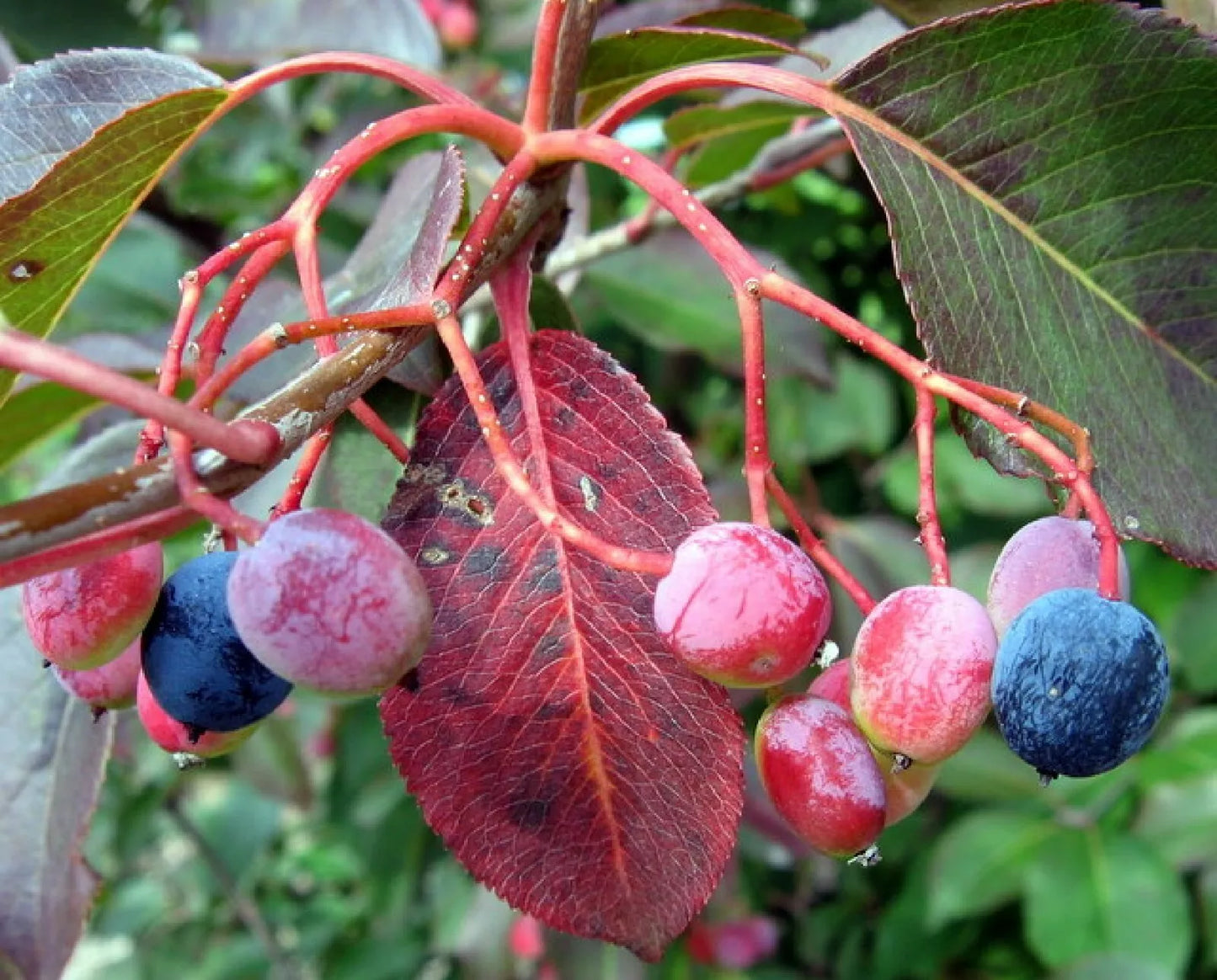 Organic Black Haw Berry Seeds - Viburnum prunifolium - 20 Seeds for Wildlife Gardens
