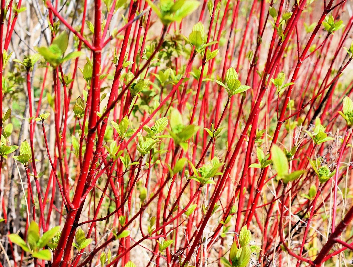 Red Dogwood Cuttings - No Roots, Cornus sericea, Vibrant Red Stems, Easy to Grow, Landscape Plant, Bushy Shrub