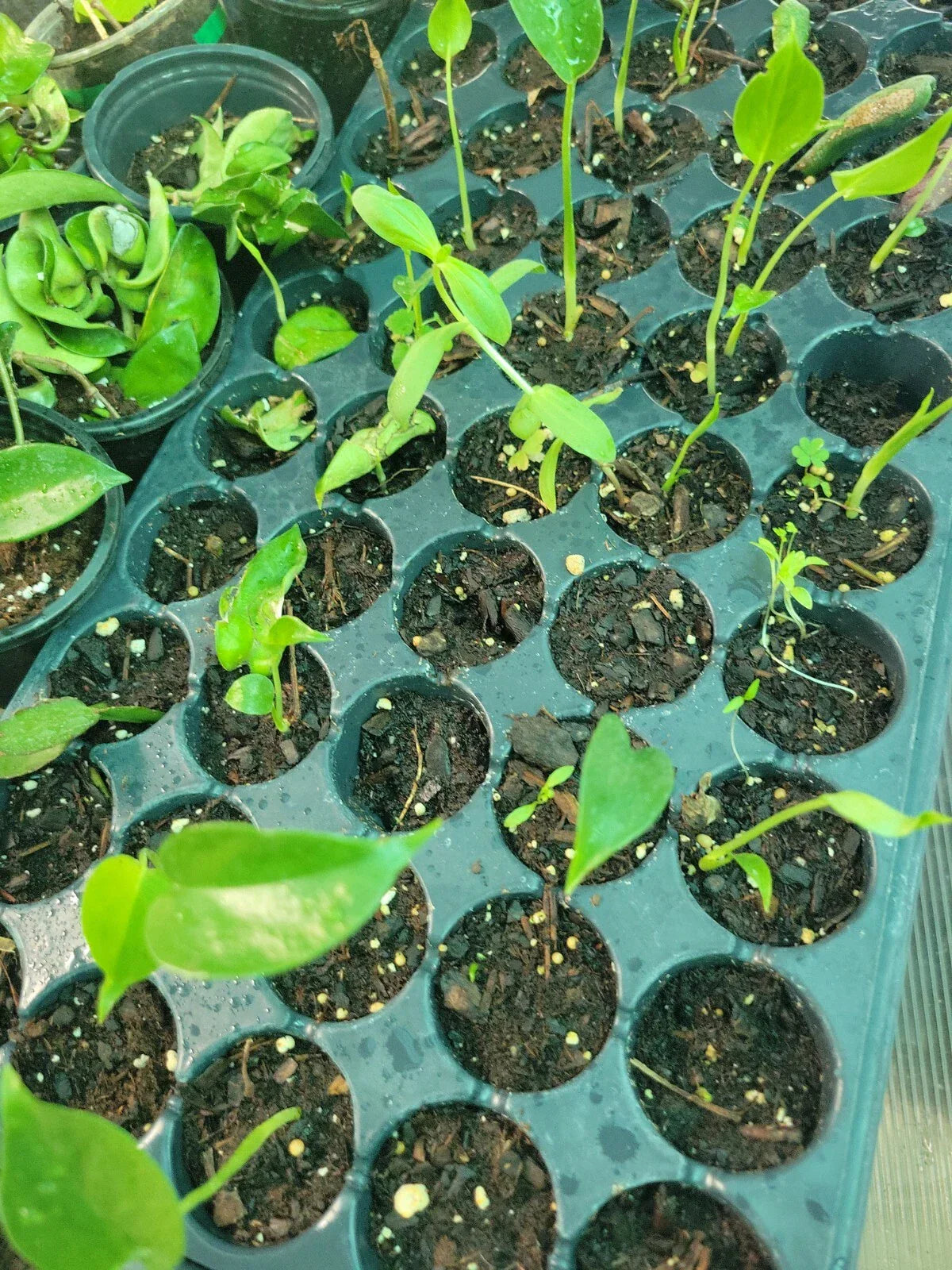 Monstera Deliciosa Swiss Cheese Plants - 3 Baby Plants Pack