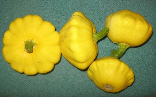 Yellow Bush Scallop Squash Seeds - Heirloom Cucurbita pepo Vegetable Seeds