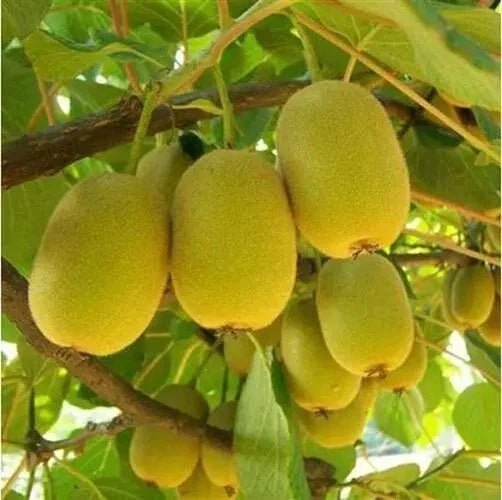 Yellow Heart Kiwi Seeds - 50 Pack, Actinidia chinensis, Golden Yellow Fruit, Climbing Vine, Fresh Fruit Variety