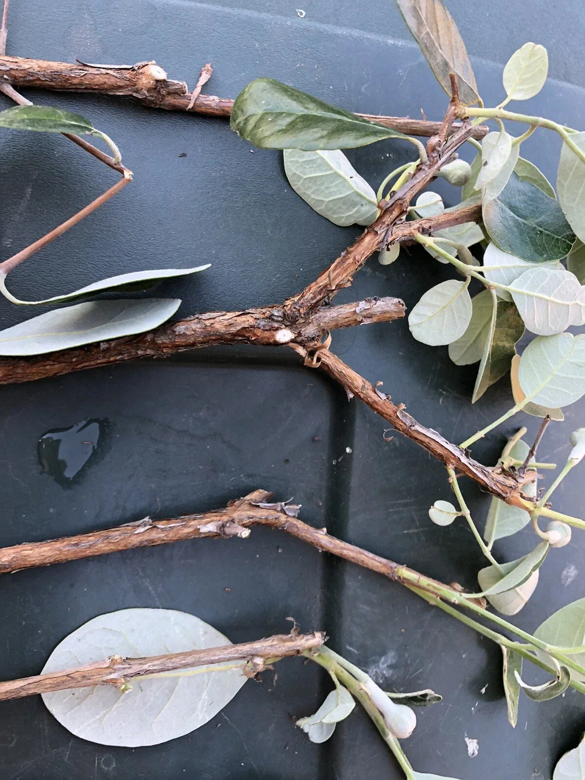 4 Pineapple Guava Cuttings – Feijoa sellowiana Live Unrooted Stems for Edible Landscaping & Home Gardens