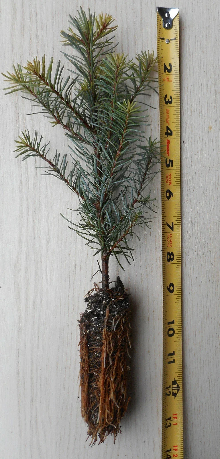 Noble Fir Tree Seedling 8–14 Inches – Abies procera Evergreen Conifer for Landscaping & Christmas Trees