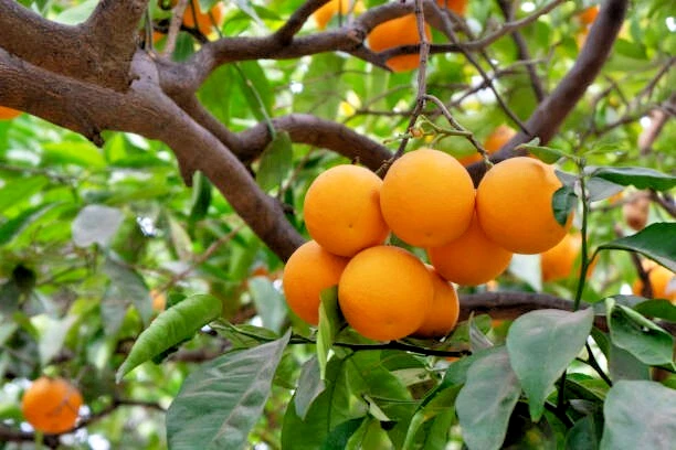 California Navel Orange Tree Scions – 5 Unrooted Citrus sinensis Cuttings 6–8 Inch for Grafting or Rooting
