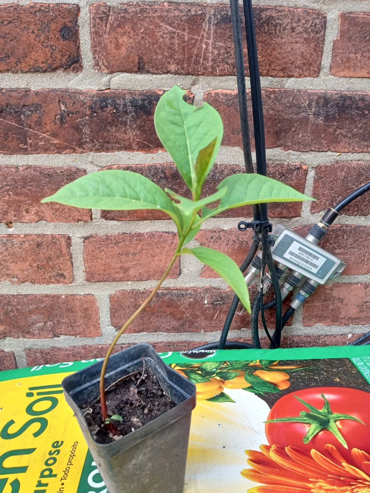 Eureka Persimmon Tree Live Plant β Diospyros kaki, Sweet Edible Fruit, Cold Hardy, Ornamental, Up to 2ft Tall