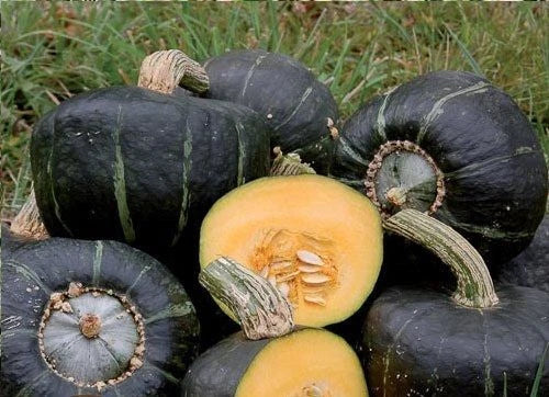 Buttercup Winter Squash Seeds - Heirloom Cucurbita maxima, Sweet Flesh, 10 Treated Seeds for Home Gardening