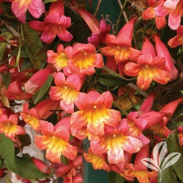 Rooted Starter Plant Bignonia "Tangerine Beauty" Crossvine Climbing Vine for Hummingbirds & Butterflies