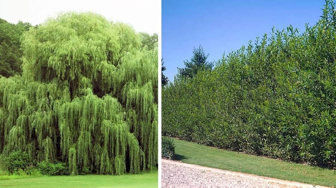 Weeping Willow and Aussie Willow Trees Combo – 4 Young Trees for Gardens, Landscaping, and Water Features – Salix babylonica & Salix australis