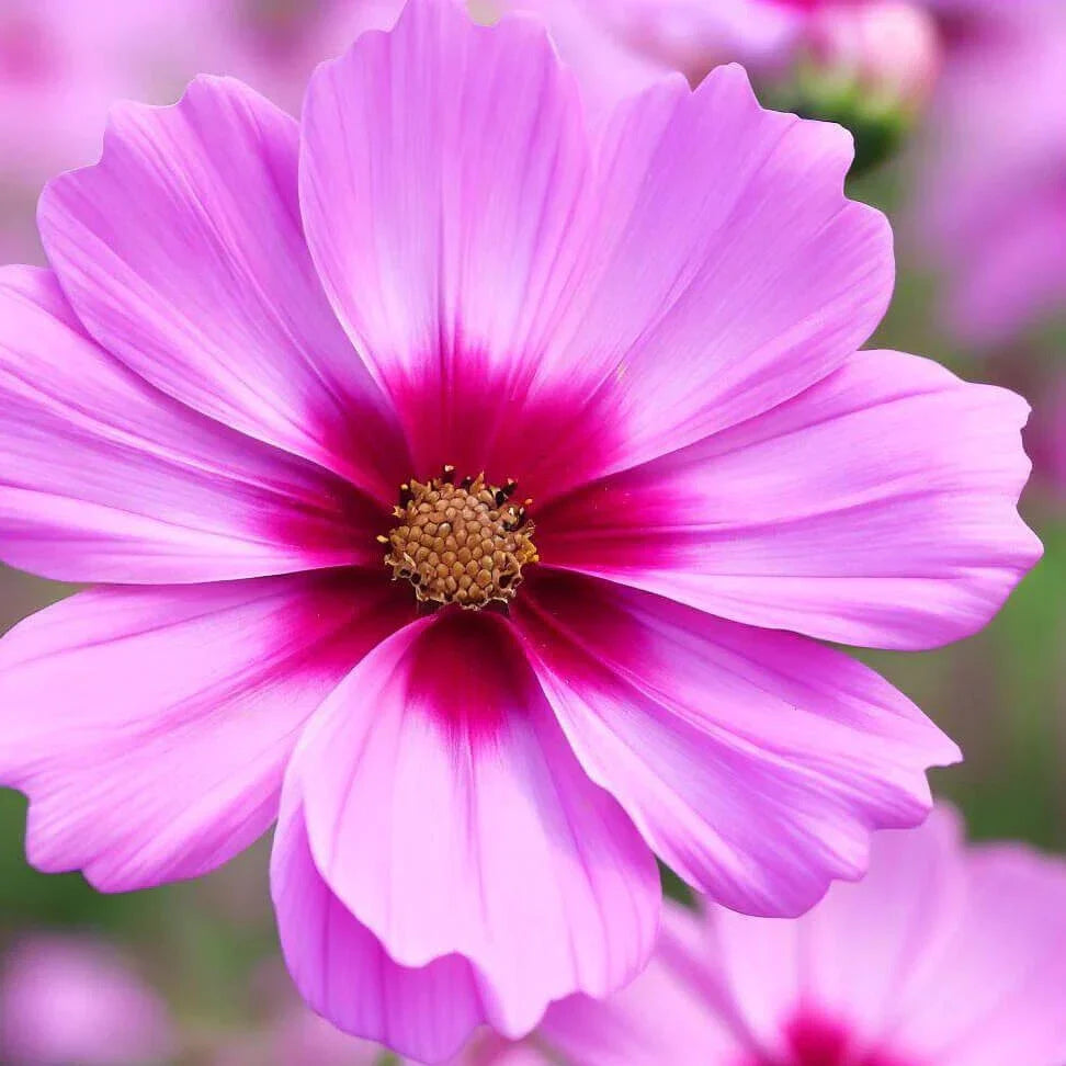 Gloria Cosmos Seeds | Non-GMO Cosmos bipinnatus Flower Seeds | Colorful Annual Garden Flowers