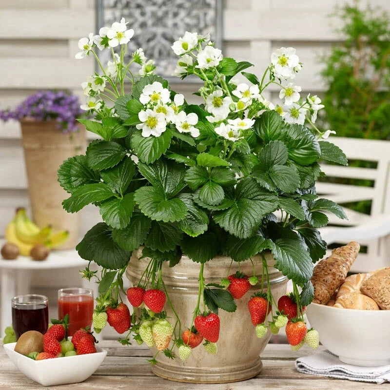 Organic Strawberry Plants Set of 3, Well-Rooted, 3-Year-Old Fragaria × ananassa, Fruit-Bearing, Garden or Container Growing