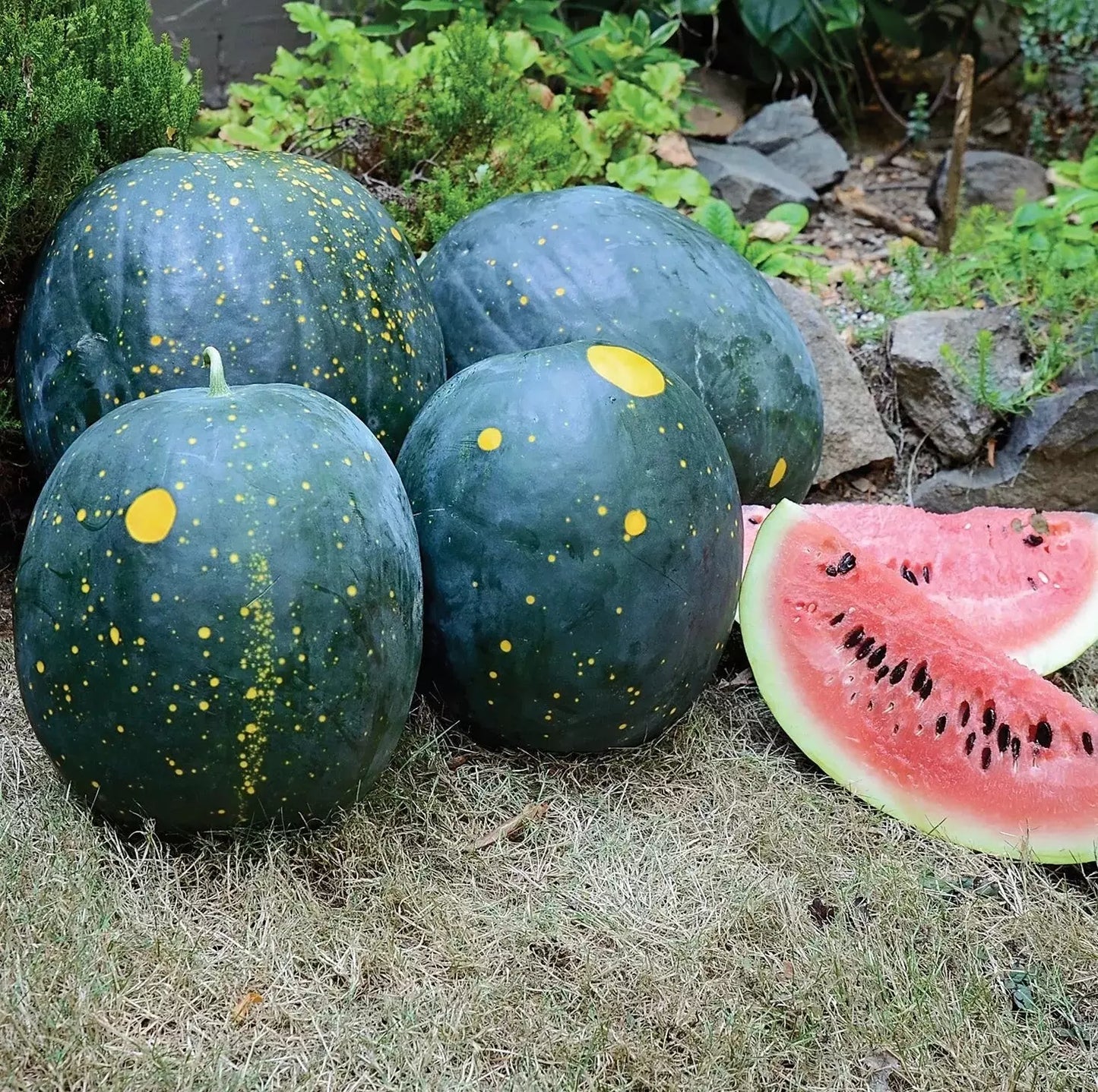 Organic Heirloom Moon and Stars Red Watermelon Seeds - Non-GMO, Citrullus lanatus, 20 Seeds for Backyard Gardens