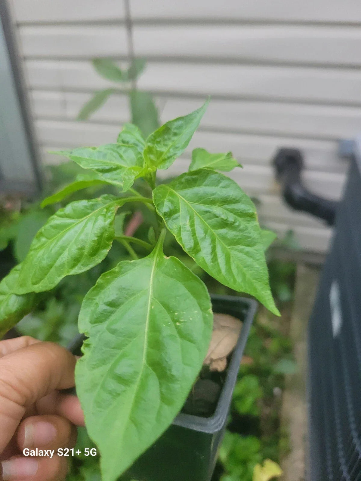 Carolina Reaper Live Plant - Organic Super Hot Pepper in 4-inch Pot