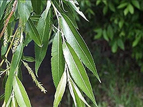 Black Willow Tree Cuttings - 2 Pack, Shade & Privacy Tree, Salix nigra, Deciduous, Fast-Growing Landscape Plant
