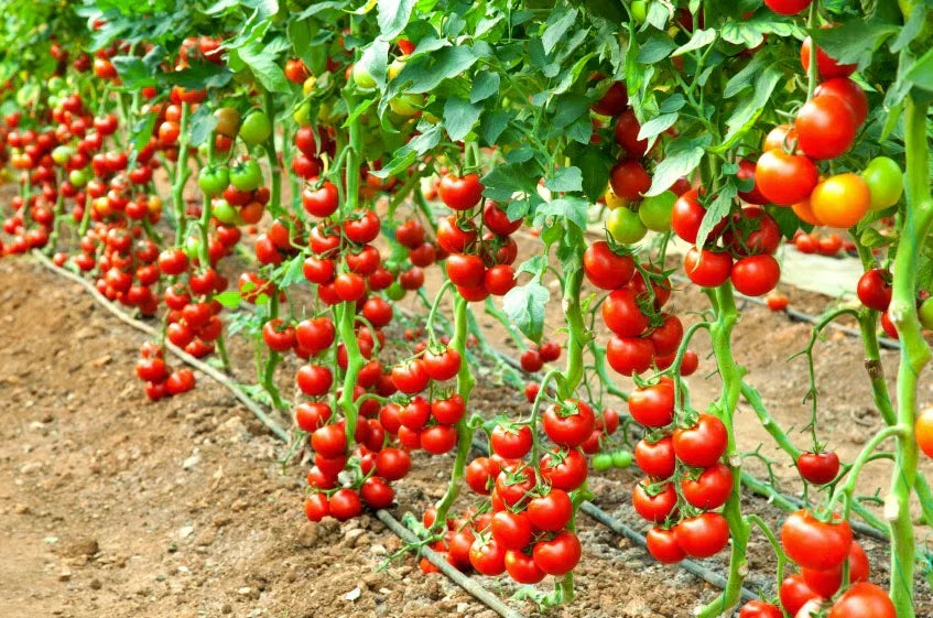 Early Cascade Tomato Seeds - 10+ Pack - Heirloom Organic Non-GMO