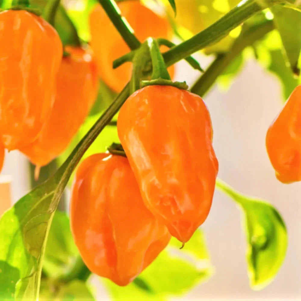 Orange Habanero Pepper Seeds - Capsicum chinense, Spicy 350,000 Scoville Units, Heirloom, Full Sun, 20 Seeds for Salsas & Sauces