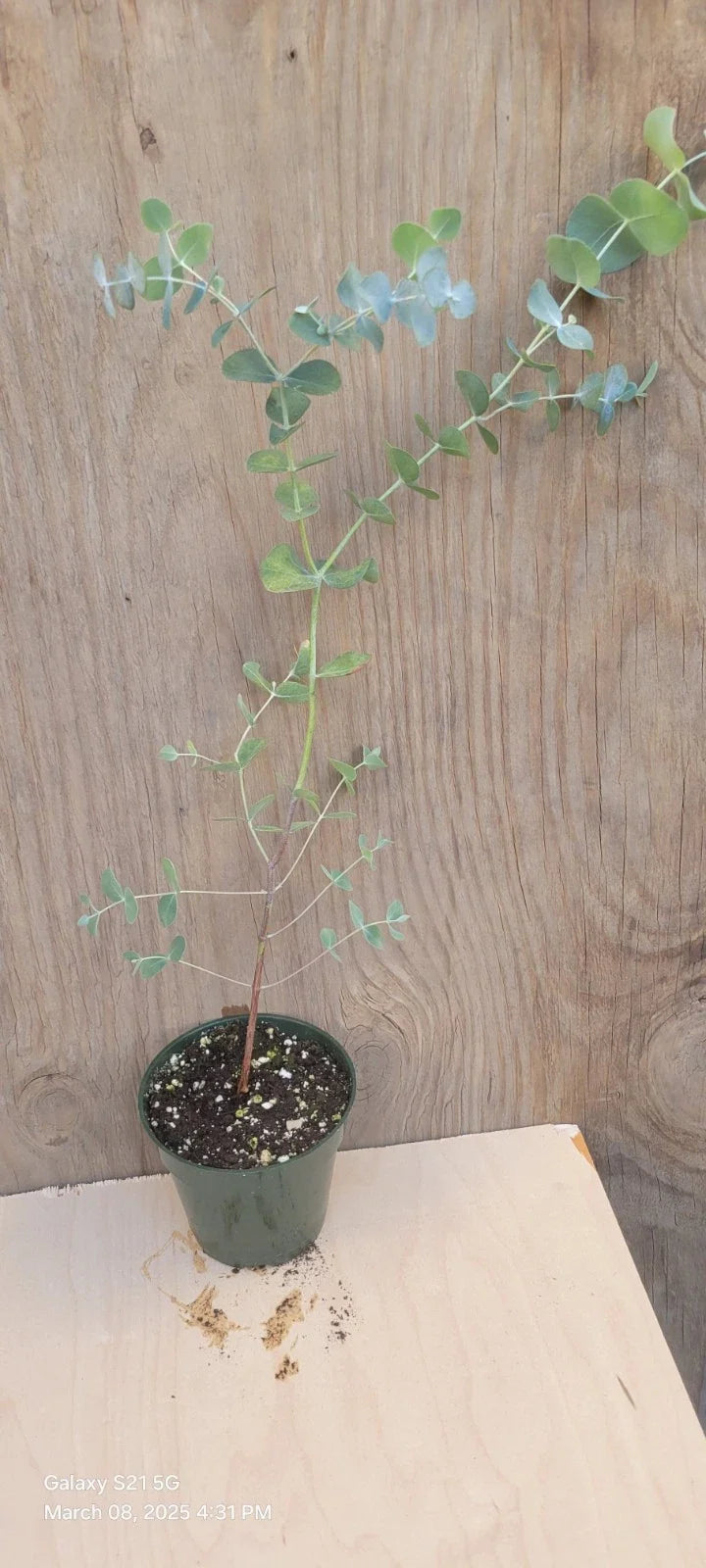 Silver Dollar Eucalyptus Live Plant in 4" Pot, Eucalyptus cinerea, Aromatic Indoor Garden Decor, Low-Maintenance Houseplant