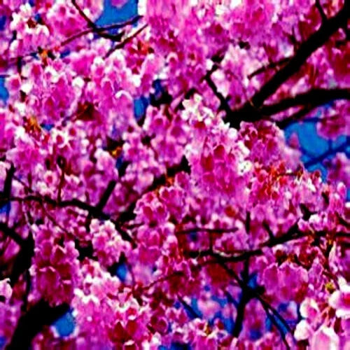 Japanese Sakura Cherry Blossom Tree Seeds - 5 Pack Prunus sargentii for Garden & Landscape, Pink Flowers, Hardy Deciduous Plant